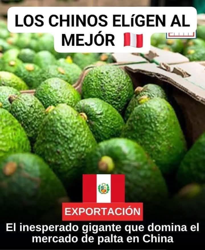 EXCELENTE NOTICIA: LA PALTA PERUANA SE CONVIERTE EN LA PREFERIDA POR LOS CHINOS.